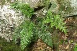 Asplenium richardii. Mature plants growing in a rock crevice.
 Image: L.R. Perrie © Leon Perrie CC BY-NC 3.0 NZ